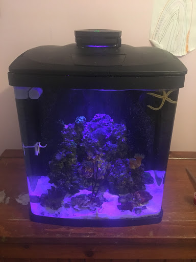 Tropical Fish Store «Blue Seas Aquariums», reviews and photos, 2750 N University Dr, Sunrise, FL 33322, USA