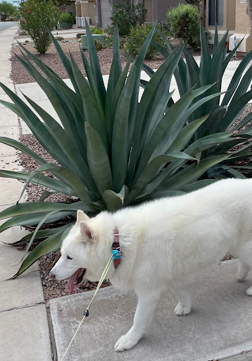 Pet Supply Store «Pet Club Maricopa», reviews and photos, 21145 N John Wayne Pkwy, Maricopa, AZ 85139, USA