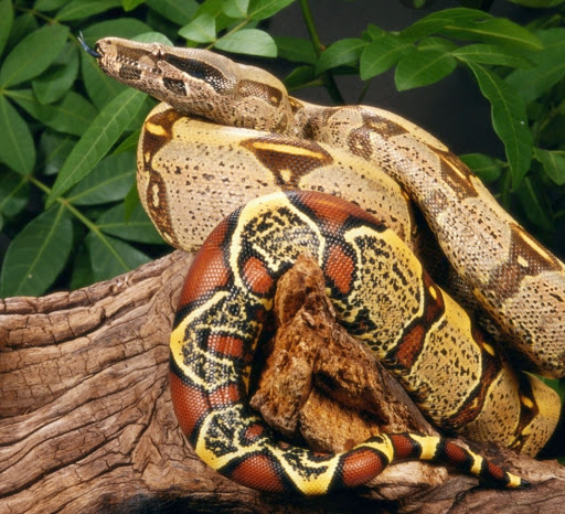 Pet Store «Animal Attraction», reviews and photos, 2518 11th Ave, Greeley, CO 80631, USA