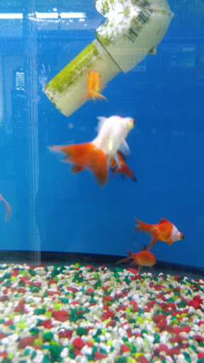 Aquarium «1st Class Aquarium», reviews and photos, 1167 Bay St, Staten Island, NY 10305, USA