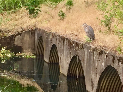 Nature Preserve «Beaverton Creek Wetlands Natural Area», reviews and photos, SW 153rd Dr, Beaverton, OR 97006, USA