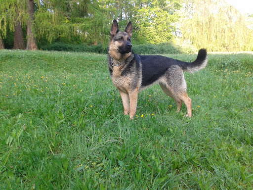 Beinrucker Annegret, DVM Veterinarian unter Zwickau, 