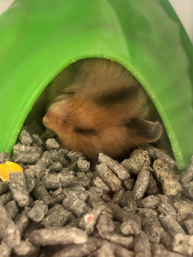 Pet Store «Super Pets», reviews and photos, 9403 E Las Tunas Dr, Temple City, CA 91780, USA