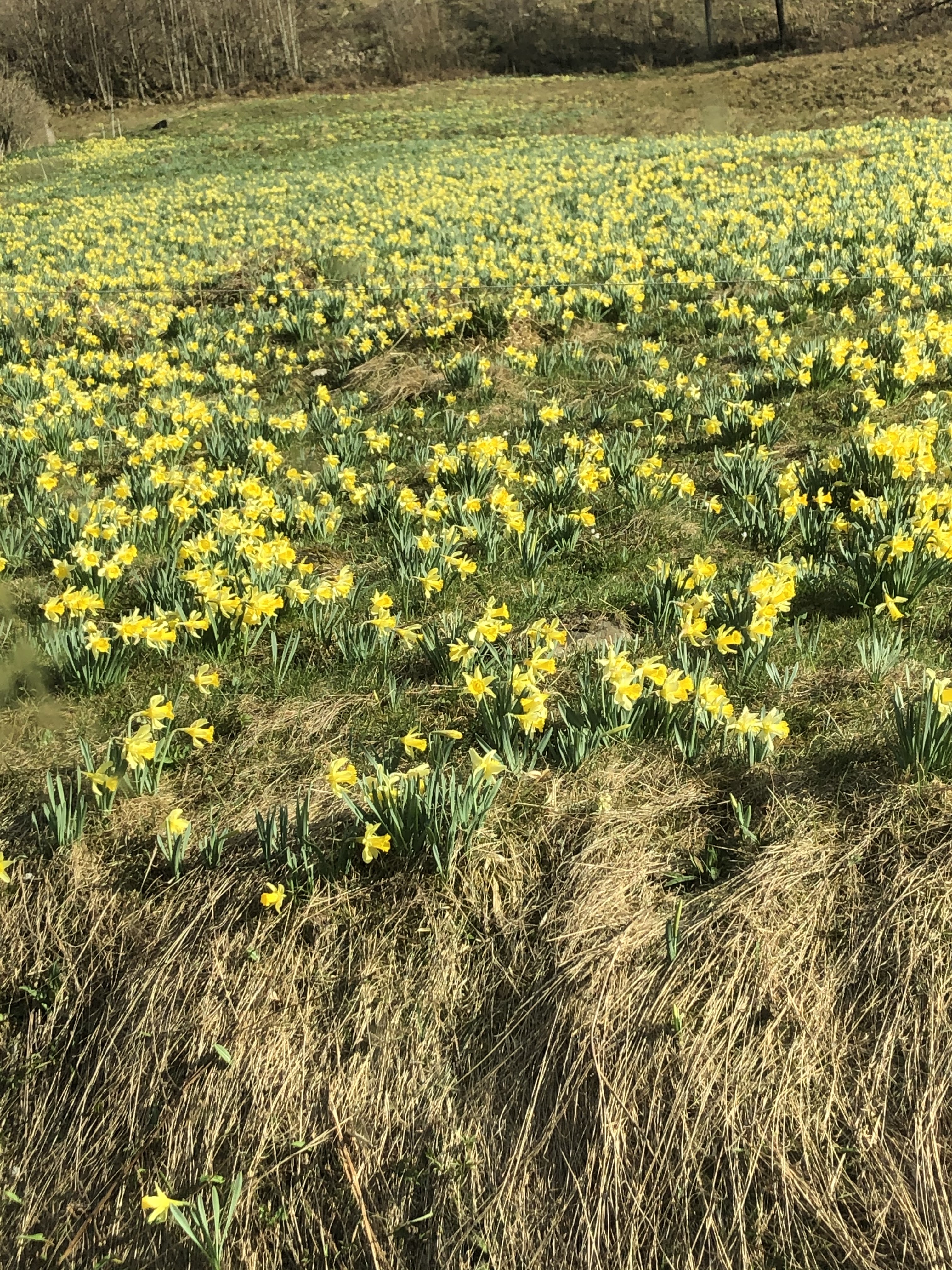 Photo n° 3 de l'avis de Nat’. fait le 06/04/2021 à 15:55
