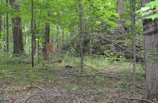Nature Preserve «Engelmann Woods Natural Area», reviews and photos, 2360 Hwy D, Boles Township, MO 63304, USA