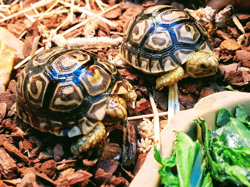 Pet Store «Bluewater Zoo Exotic Aquariums & Reptiles», reviews and photos, 159 Miracle Strip Pkwy SE, Fort Walton Beach, FL 32548, USA