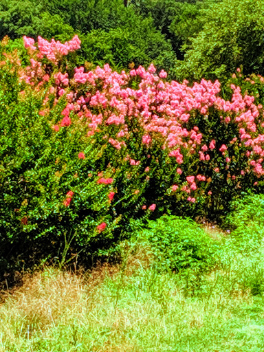 Golf Course «Zilker Park Disc Golf Course», reviews and photos, 2100 Barton Springs Rd, Austin, TX 78746, USA
