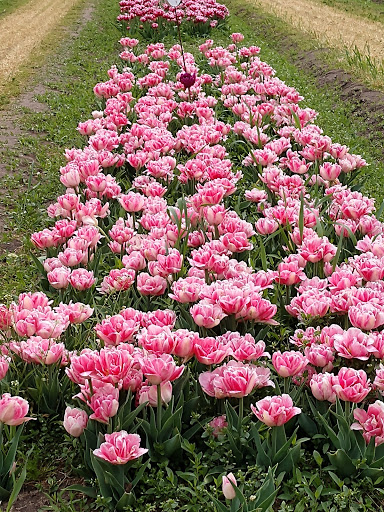 Pottery Store «De Klomp Wooden Shoe & Delftware Factory», reviews and photos, 12755 Quincy St, Holland, MI 49424, USA