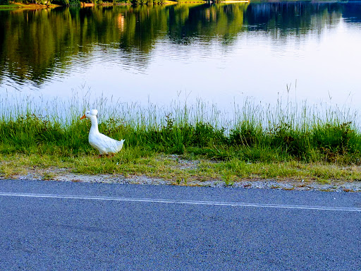 Golf Club «Forest Lake Club», reviews and photos, 340 Country Club Dr, Columbia, SC 29206, USA