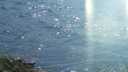 Park «Sweets Knoll State Park», reviews and photos, 1387 Somerset Ave, Dighton, MA 02715, USA