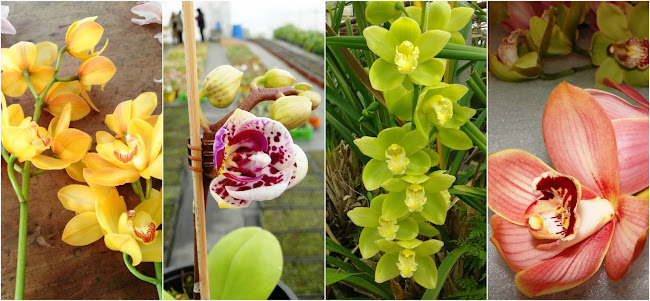 Orquídeas BioBio Ltda