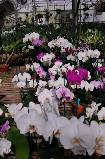Chadwick & Son Orchids