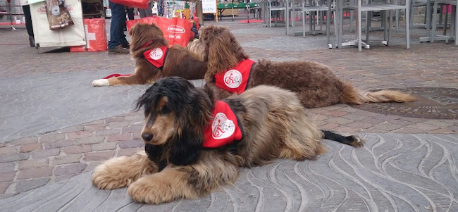 Association Suisse de chiens d'assistance Farah-Dogs Human Assistance