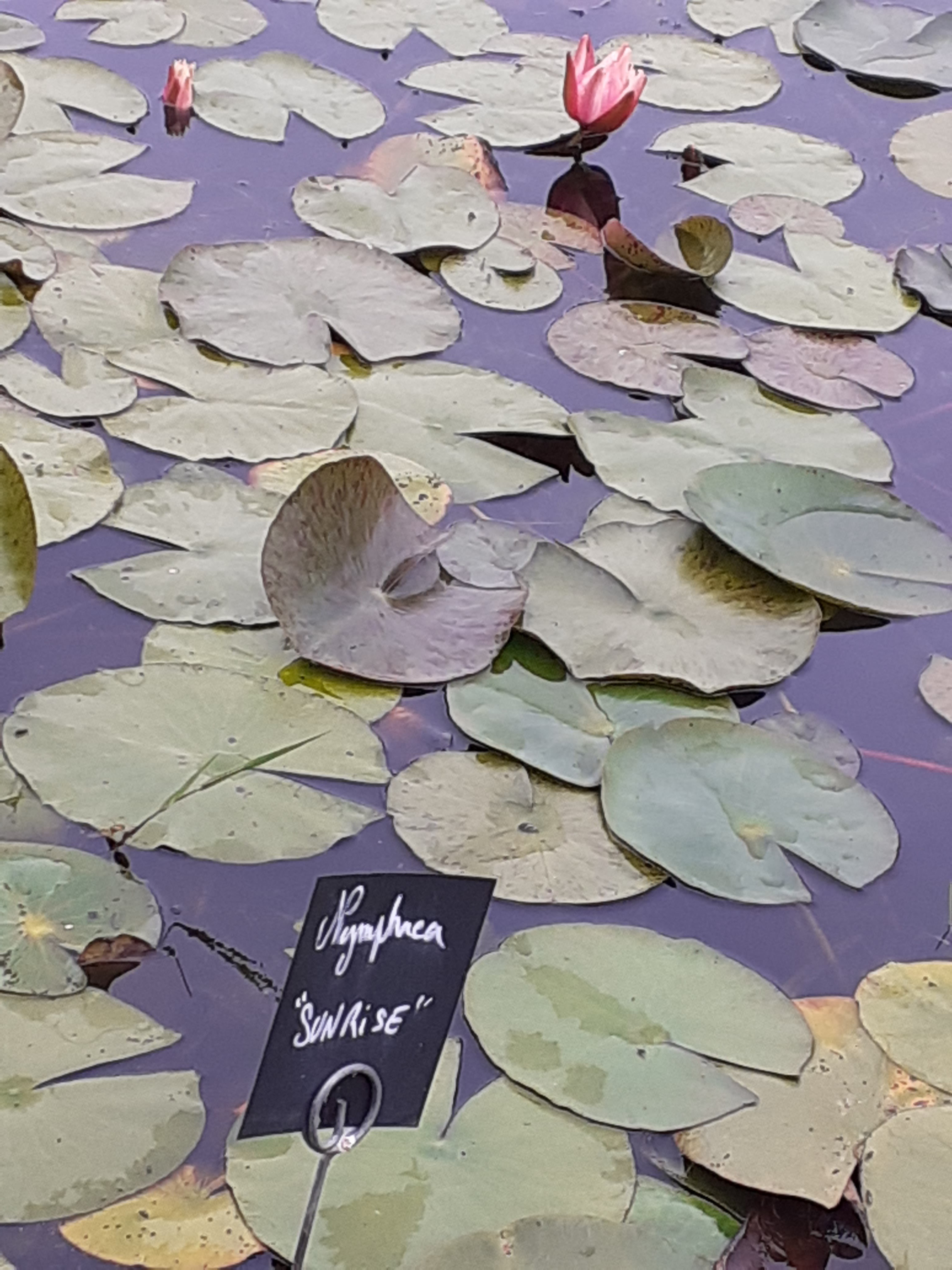 Photo n° 41 de l'avis de Kirenia.e fait le 22/05/2021 à 17:27