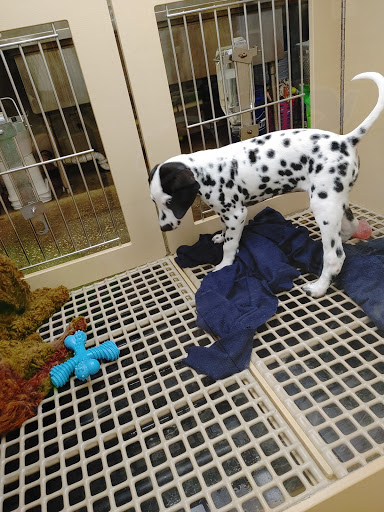 Pet Store «Petland», reviews and photos, 10289 Ulmerton Rd, Largo, FL 33771, USA