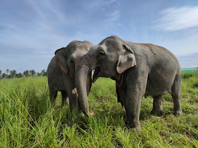 Office Elephant Jungle Sanctuary Pattaya