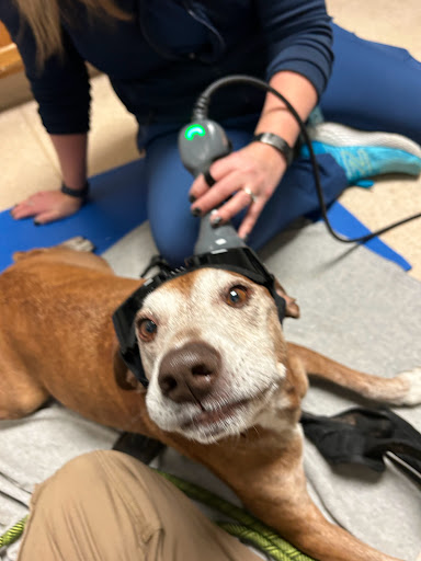 Wauwatosa Veterinary Clinic image