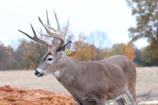 Whitehouse Whitetails | Whitetail Deer Hunting