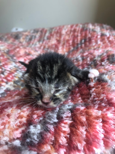 Pet Supply Store «Petco Animal Supplies», reviews and photos, 1150 Concord Ave #160, Concord, CA 94520, USA