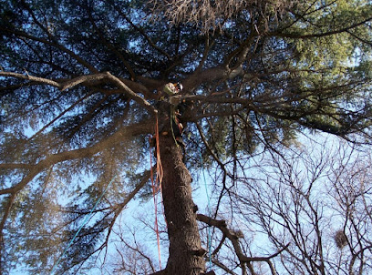 D'une branche à l'autre |Élagueur Grimpeur Arboriste Taille Abattage d'Arbres 34 Hérault Montpellier St-Jean-de-Fos