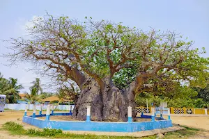 Baobab Tree Pallimunai, Mannar image