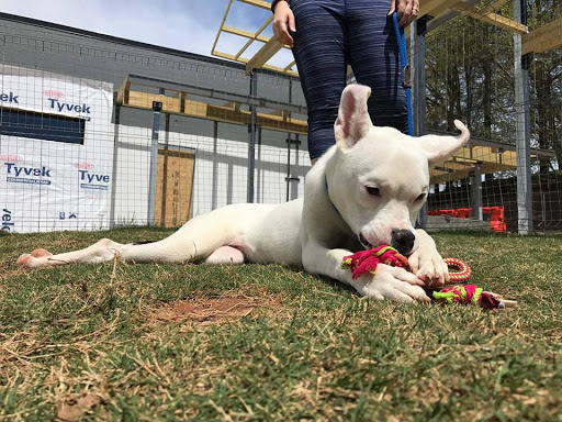 Animal Protection Organization «Greenville Humane Society», reviews and photos