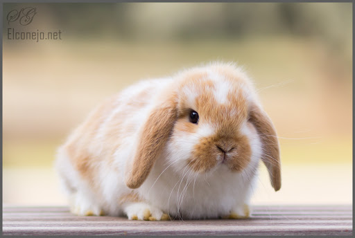 elconejo.net - Guadarrama