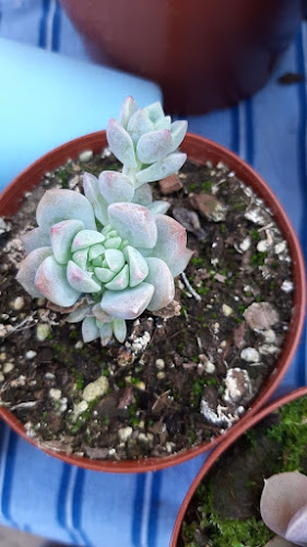 Cactario y Plantas Mirasep (Cerrado) - Centro de jardinería