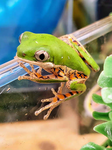 Pet Store «Bluewater Zoo Exotic Aquariums & Reptiles», reviews and photos, 159 Miracle Strip Pkwy SE, Fort Walton Beach, FL 32548, USA