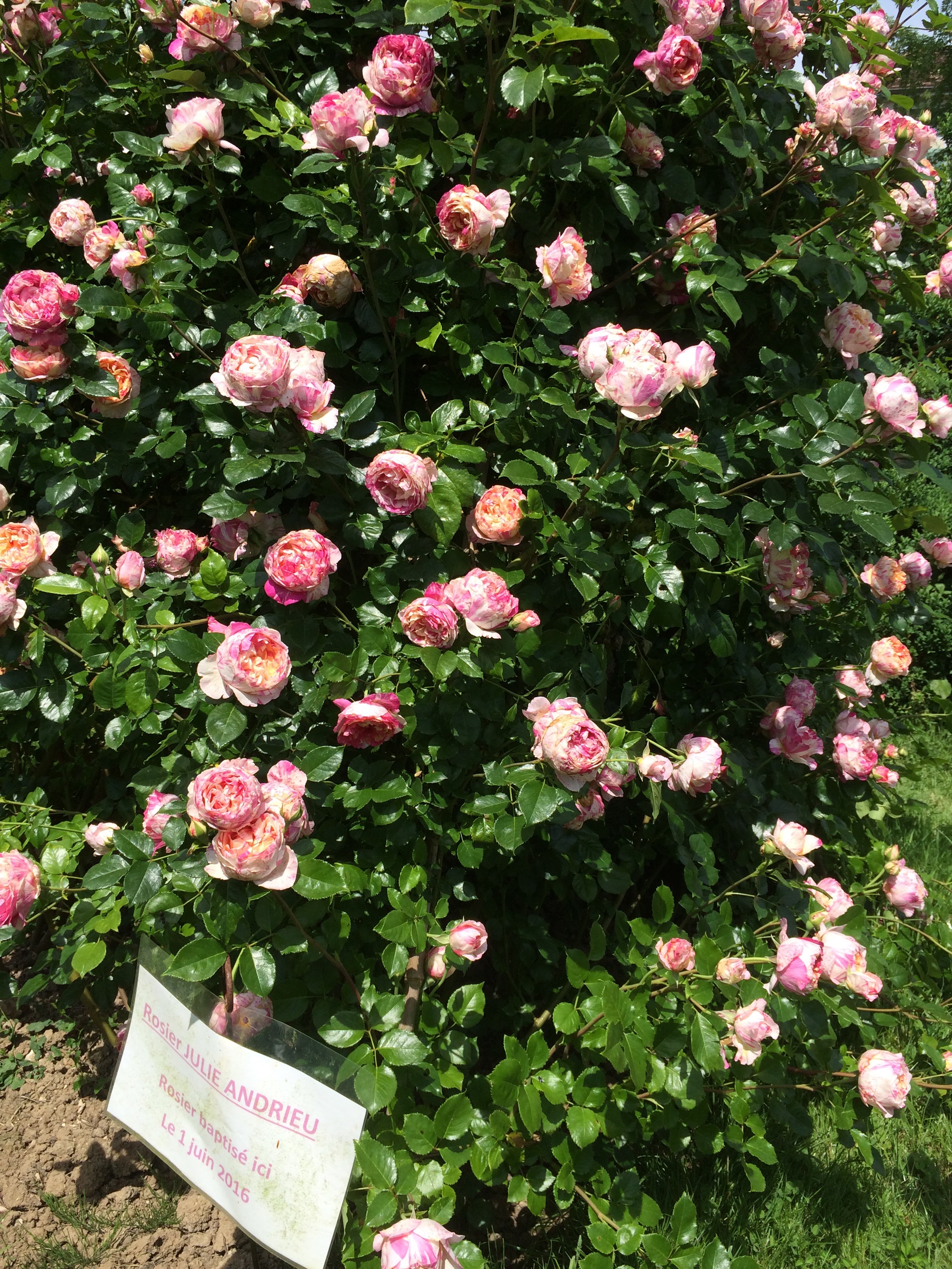 Photo n° 30 de l'avis de Sandrine.O fait le 10/06/2018 à 17:03