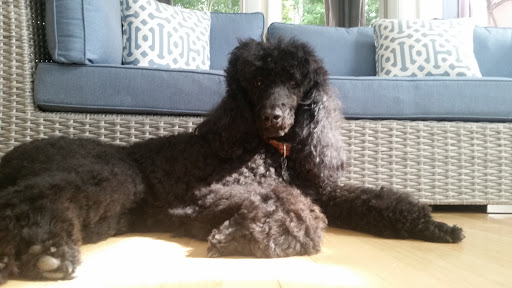 Pet Supply Store «Petco Animal Supplies», reviews and photos, 816 Washington St, Middletown, CT 06457, USA