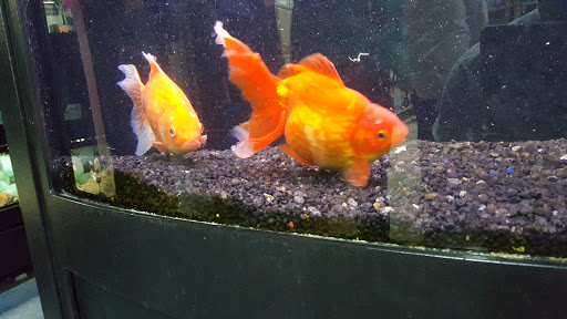 Pet Store «Petland Montgomery», reviews and photos, 7127 Eastchase Pkwy, Montgomery, AL 36117, USA