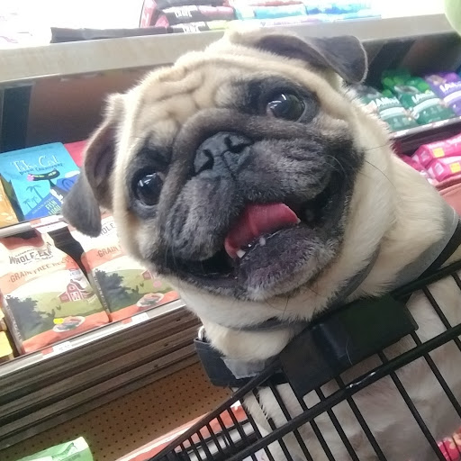 Pet Supply Store «Petco Animal Supplies», reviews and photos, 377 W Jackson St #11, Cookeville, TN 38501, USA