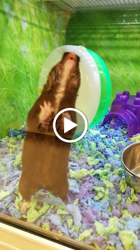 Pet Supply Store «PetSmart», reviews and photos, 1520 Pleasant Valley Rd, Manchester, CT 06042, USA