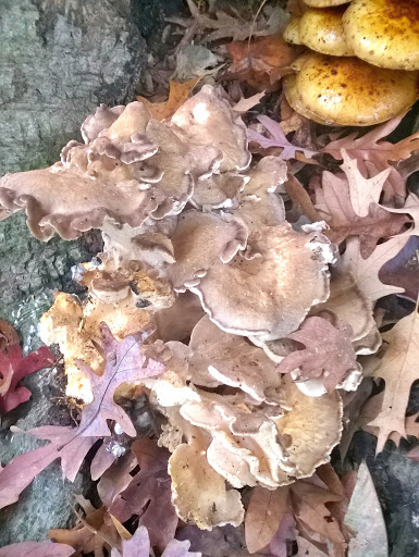 Nature Preserve «Wye Island Natural Resources Management Area», reviews and photos, 632 Wye Island Rd, Queenstown, MD 21658, USA