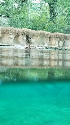 Zoo «Memphis Zoo», reviews and photos, 2000 Prentiss Pl, Memphis, TN 38112, USA