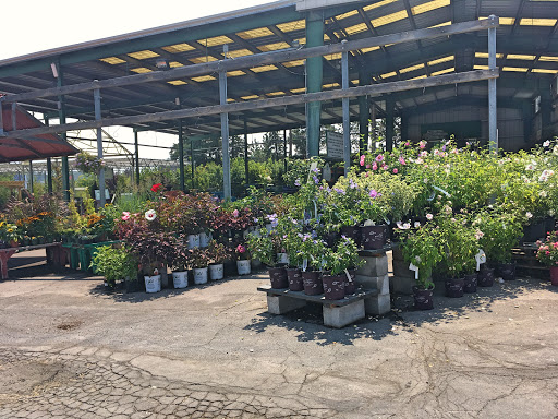 Artificial plant supplier Reno