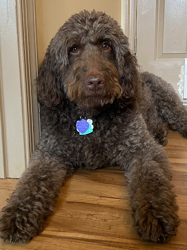 Kennel «Pampered Pets», reviews and photos, 601 Concord Ave, Charlottesville, VA 22903, USA