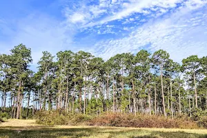 Bladen Lakes State Forest image