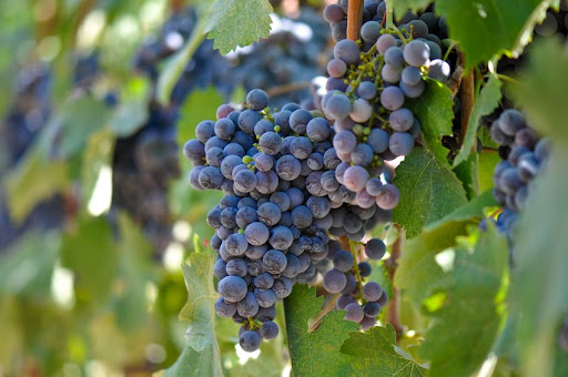 Wine Store «Mr Vino Wine & Spirits», reviews and photos, 10702a 71st Ave, Forest Hills, NY 11375, USA