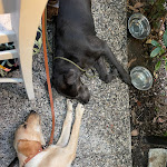 Photo n°3 de l'avis de Maciek.a fait le 24/07/2023 à 20:26 sur le  Ristorante Pizzeria Il Pitoro à Pieve a Elici