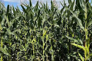 Labyrinthe de maïs - ferme de Romainville Yvelines image