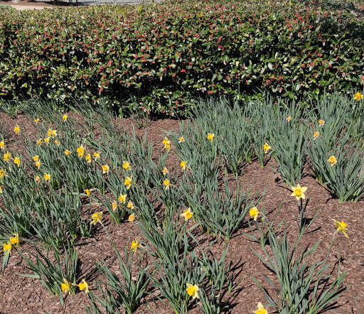 Tourist Attraction «Pemberton Place», reviews and photos, 126 Ivan Allen Jr Blvd NW, Atlanta, GA 30308, USA