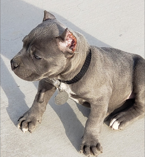 Pet Supply Store «PetSmart», reviews and photos, 10900 W Jefferson Blvd, Culver City, CA 90230, USA