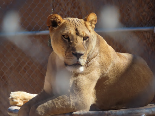 Zoo «Lion Habitat Ranch Inc», reviews and photos, 382 Bruner Ave, Henderson, NV 89044, USA