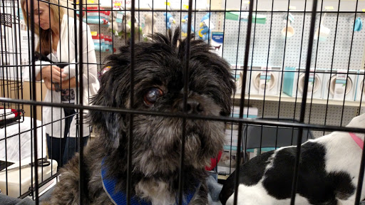 Pet Supply Store «PetSmart», reviews and photos, 2920 Little Rd, Trinity, FL 34655, USA