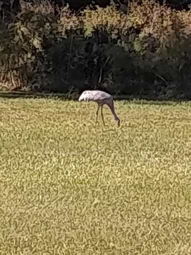 Public Golf Course «Quail Hollow Golf Course», reviews and photos, 6225 Old Pasco Rd, Wesley Chapel, FL 33544, USA