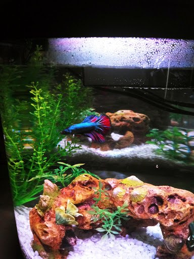 Pet Supply Store «PetSmart», reviews and photos, 1238 Putty Hill Ave, Towson, MD 21286, USA