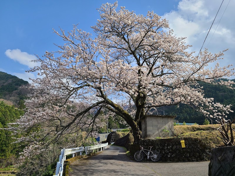 井内恵良の一本桜