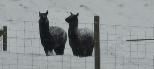 Winery «Comforts of Whidbey», reviews and photos, 5219 View Rd, Langley, WA 98260, USA